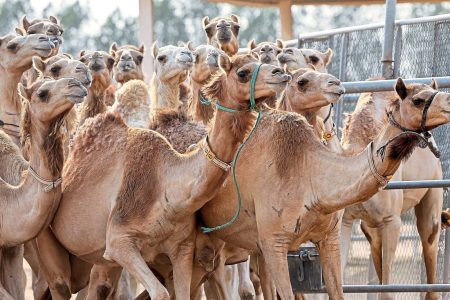 پرورش بیش از ۶ هزار شتر در خوزستان