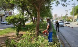 مجموعه اقدامات معاونت خدمات شهری شهردار مسجدسلیمان (واحد فضای سبز) در سطح شهر